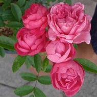 Climbing Rose Collection ( Pink Flower ) : Vertical Beauty for Your Outdoor Oasis