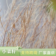 Dried Flowers Manufacturers Wholesale Matching Cauliflower Seed Props Dried Flower Materials Househo