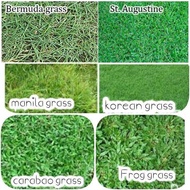 Special Grass Good Quality plant seeds Lawn SACRED GARDEN