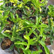 Anak Pokok Limau Purut Kahwin (Kaffir Lime)