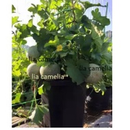 golden sweet Cantaloupe seed(Cucumis melo var. cantalupensis)