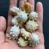 Seven star seahorse snail shell 50g 2-3.5cm qi