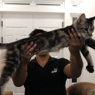 kucing mainecoon/Maine Coon ped import