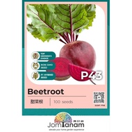 F1 Beetroot P43 JT-P43