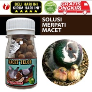 TERLARIS !!! JAMU MERPATI MACET TELOR isi 50 Butir paling ampuh atasi macet telor jamu susah nelor e