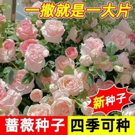Climbing Wall Rose Seed Seeds Four Seasons Sowing Flowering Chinese Rose Vines Flower Seed Outdoor Garden Flower Seeds