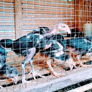 Anak Ayam Bangkok pakoy,super,brajamusti/Usia 2bulan/Harga per ekor