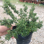 TKP , Outdoor Plants , Bonsai , Desodium Unifoliatum, Lihn Sam, Real live plant，凌杉树,Pokok Bonsai ,Po