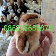 bibit Ayam /DOC..kampung,joper,petelur,Arab