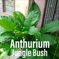 Anthurium Jungle Bush - Fluffy leaf