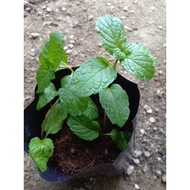 Live Pudina Mint Herb Plant / Anak Pokok Pudina  Murah By SWEETKYS💞