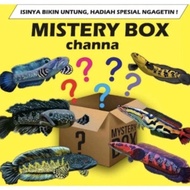 - misterbox ikan channa murah meriah chana /asiatika/maru ys/blue