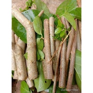 Promo cuttings of sancang tree for bonsai material omley46