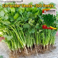 เมล็ดพันธุ์ ผักชี บรรจุ 300 เมล็ด Coriander Seeds Organic Vegetable Seeds for Planting เมล็ดผักชี เมล็ดพันธุ์ผักชี เมล็ดพันธุ์ผัก ผักสวนครัว บอนไซ บอนสี ผักออร์แกนิก พันธุ์ผัก เมล็ดผัก เมล็ดพันธุ์แท้OP เมล็ดพันธุ์พืช ปลูกได้ตลอดปี เมล็ดงอกสูง ปลูกง่าย