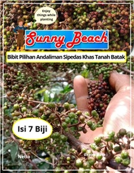 Bibit Pilihan Andaliman Sipedas Khas Tanah Batak | Biji Benih Andaliman | Andaliman