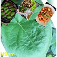 2 guava leaves grown for leaves to eat salad and spice seedlings