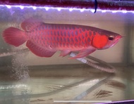 Arwana SR Super Red 40cm Super Merah Pekat - pbass discus koi goldfish