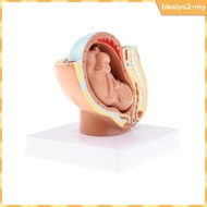 [BlesiyaedMY] 9th Month Fetus/Foetus   Models Human Fetal Development Model Lab Supplies Educative