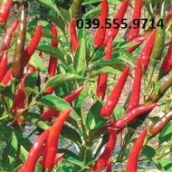 Hạt giống Ớt Hiểm Lai F1 (VA.99999) – 5gram