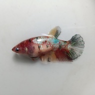 Ikan Cupang Female Nemo Galaxy Multicolor Betina Siap Breed BWW-084