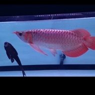 ikan arwana super red 45 cm