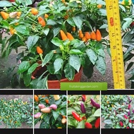 Pokok Bolivian Rainbow Chili Peppers Cili