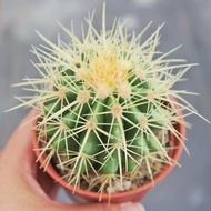 【荳荳多肉】【金琥】喬遷│送禮│升遷│多肉植物