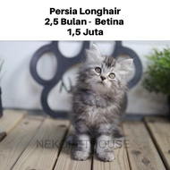 Persia Longhair Kitten Anak Kucing Gemas Lucu