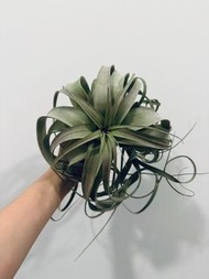 空氣草 空氣鳳梨 霸王雜 大型 長葉