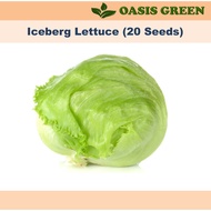 Seeds : Iceberg Lettuce / Salad Iceberg / 玻璃生菜 (20 seeds) biji benih