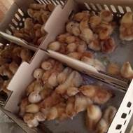 xux. Ecer DOC Bibit Anak Ayam Layer Petelur Petelor Horn Bandung