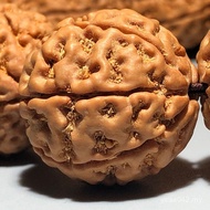 Bodhi Raw Seed Rosary Beads King Kong Six-Petal 8 Seven Bracelet 7 Bracelet Donkey Kong Eight-Petal 