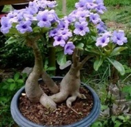 เมล็ด เมล็ดพันธุ์ ชวนชม สายพันธุ์ไต้หวัน ดอกสีม่วง Adenium Seeds กุหลาบทะเลทราย Desert Rose ราชินีบอนไซ อัตรางอก 80-90% มีคู่มือปลูก 9 เมล็ด