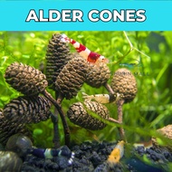Alder Cones (10 Fruits) | Aquatic Dried Pine Fish & Shrimp | Alder Cones (Erlenzaphen) | Shrimp Toy,