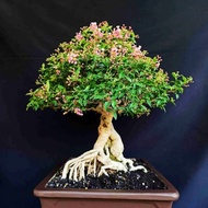 Bonsai tanaman sakura lokal