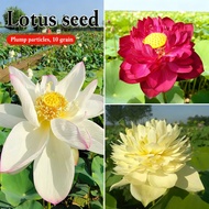 Bonsai Pot Plant Dwarf Lotus Water Lily Seed Mix Flower Bowl Seed