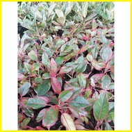 ☍ ✙ ☋ Aglaonema Varieties.