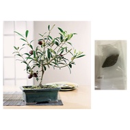 spanish olive olea europaea fruit bonsai tree seeds