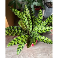♞,♘,♙,♟Calathea Rattlesnake Plant or Calathea Lancifolia