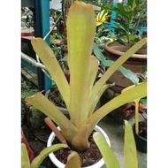 aec oren size m live plant bromeliad