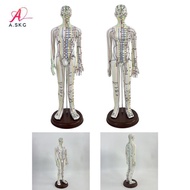 [COD] 21.2inch Acupuncture Model for Professionals with Base And English Points