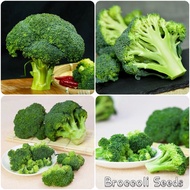 Ready Stock Broccoli Seeds 200pcs Vegetable Seeds for Sale Plants Seeds Fast Germination Ornamental 