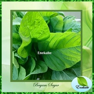 HIJAU Green Spinach Seeds Vegetable Spinach Seeds Vegetable Plant Seeds