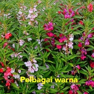 Biji Benih Pokok Bunga Keembong Mix Color Balsam Flower 凤仙花种子