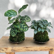 孔雀竹芋 冷水草 班葉黃金葛 合果芋苔球 | 居家辦公好夥伴 WFH