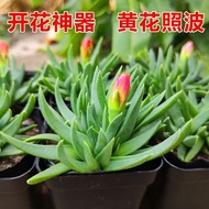 Flowering succulent artifact Yellow flower shines the waves Aloe family never sleeps fortu开花多肉神器 黄花照