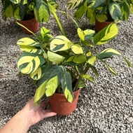 90s Greenovation Live plant Calathea Golden Mosaic 金梦竹芋P150