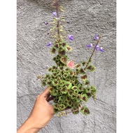 ☇✙Mini Coleus Plant With Pot Live Plant