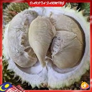 Anak Pokok Durian D17 S17 Chia Chi Pokok Kawin Import Dari Thailand