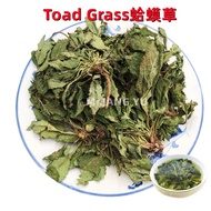 Mr.JANG YU Toad Grass Lychee grass Fresh sun-dried toad Grass for Chinese herbal  dry good Health Ca